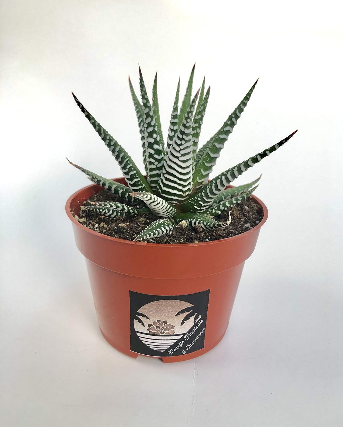 zebra plant yard garden outdoor living on Plants Seedlings One 2 Potted Haworthia Fasciata Zebra Plant Or Zebra Haworthia Succulent Live Plants