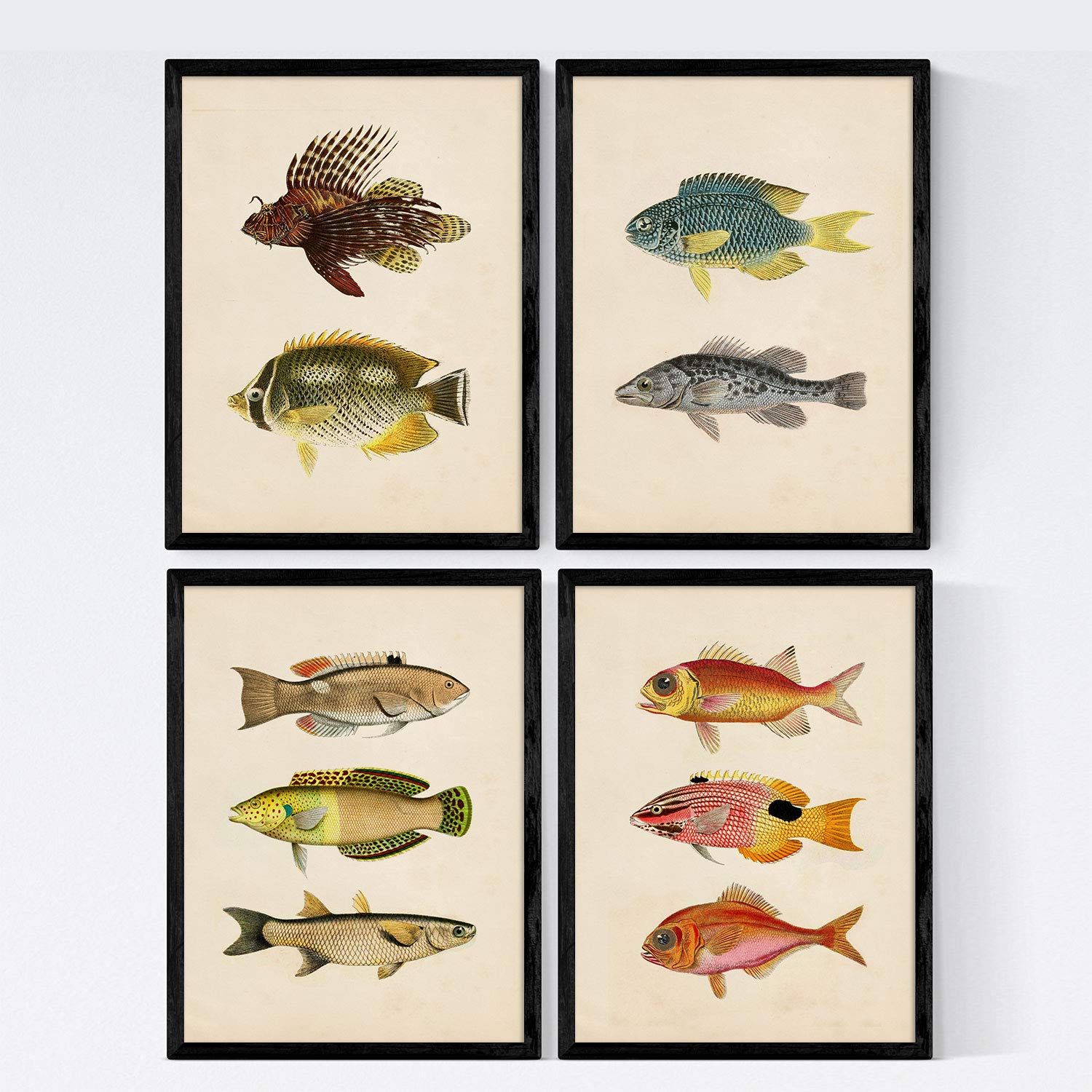 Nacnic Set 4 prints of fish vintage colorful effect. Kara. Composition of 10 different fish in A4 size, frameless.