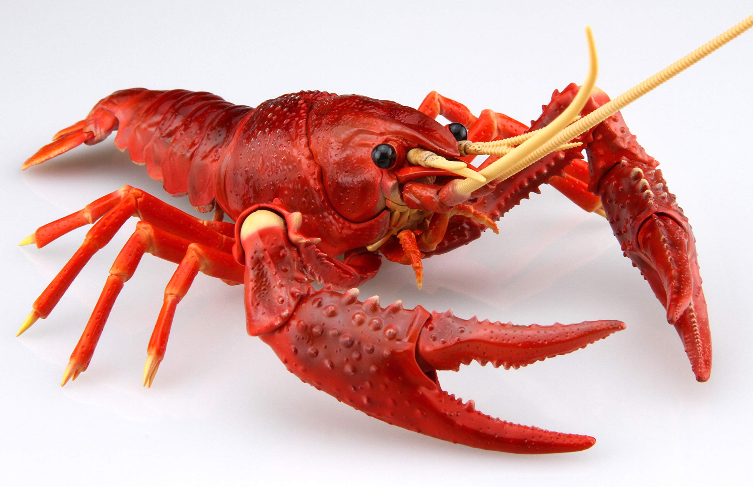 Mua フジミ模型 自由研究シリーズ No 24 いきもの編 アメリカザリガニ レッド ノンスケール 色分け済み プラモデル 自由研究24 Tren Amazon Nhật Chinh Hang 21 Fado