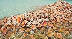 Shell King Queen Conch Shell 6"-8" - Bahamas