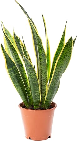 Pflanzen Furs Schlafzimmer Die Fordern Gesunden Schlaf