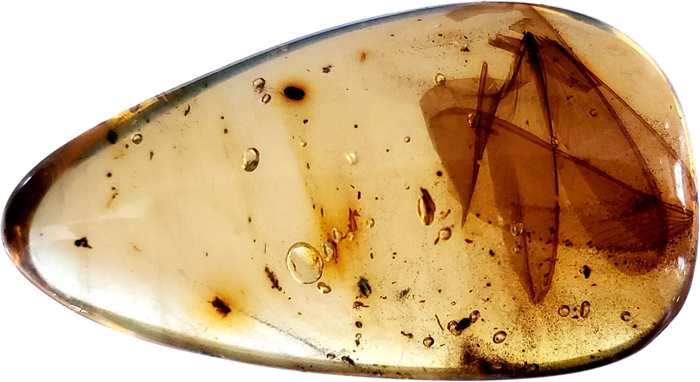 DINOSAURS ROCK Genuine Amber Fossil Specimen - Multiple Insect Inclusions - Naturally Formed from Colombia with Bugs Inside - Museum Grade, A-Grade - Great Collectible - Piece #17 (28mm x 17mm)