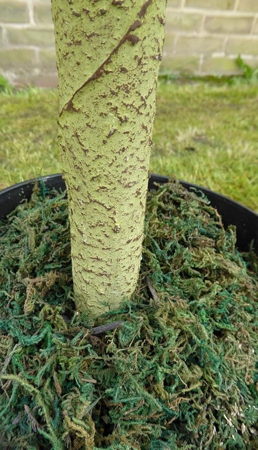 Las plantas Potted artificiales – Juego de dos 4