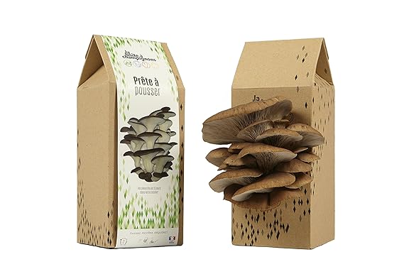 La Boîte à Champignons Lista para cultivar - (clásica para 2 ...