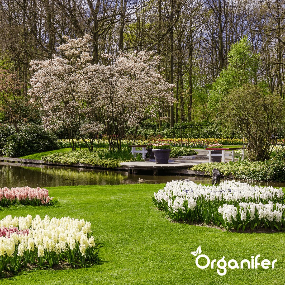 Bodenkonzentrat - Pilze - 1 L Für 1000 M2 - Konzentrat Für Gesunde Pflanzen - Gartenpflege - Flüssigdünger - Gartendünger - Organifer 7
