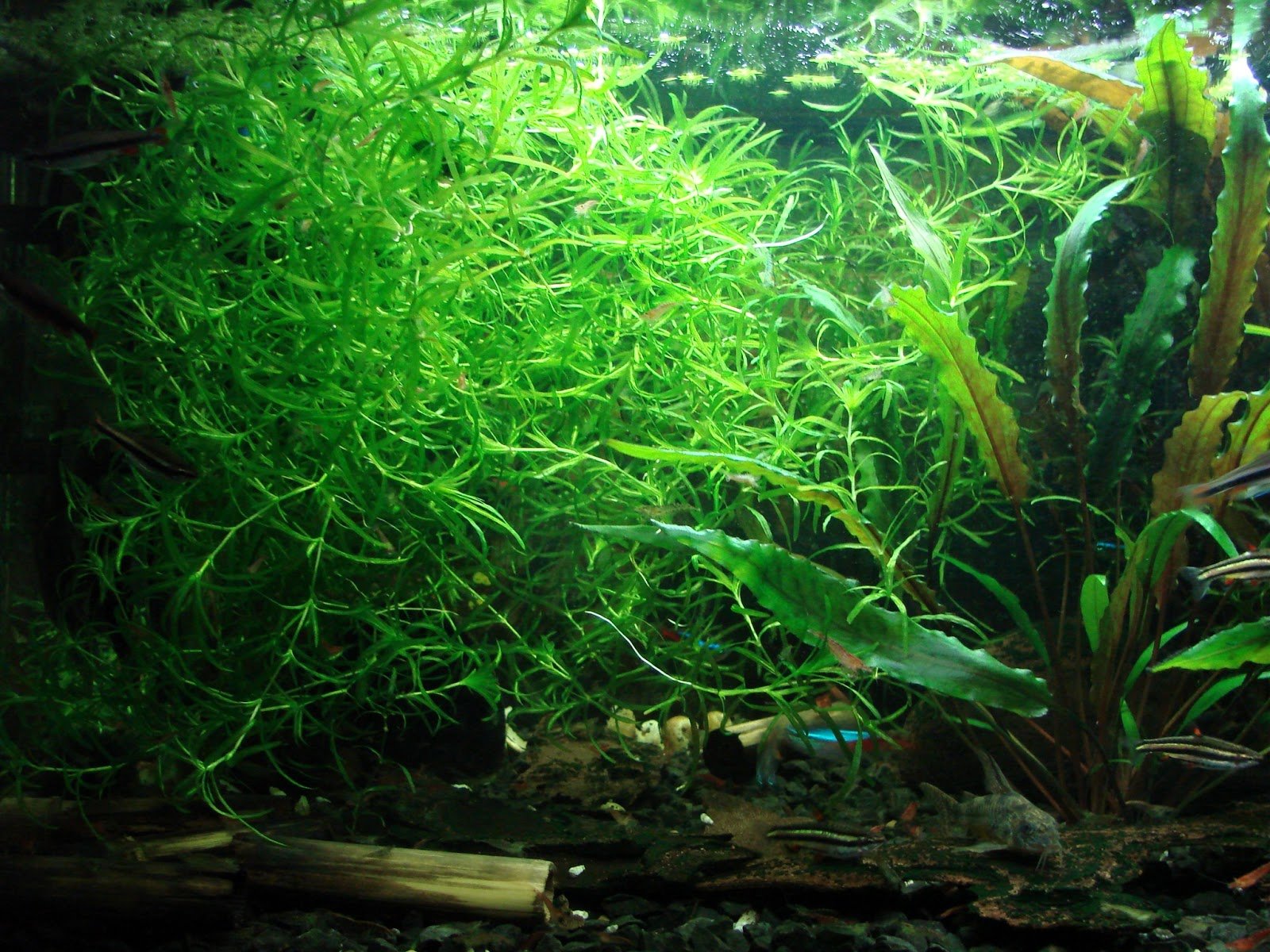 Guppy grass aquarium live plant Najas Guadalupensis by Proximus N1