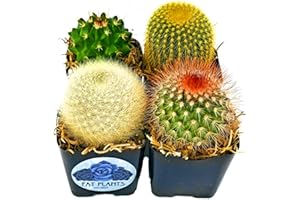 FAT PLANTS SAN DIEGO Fatplants Mini Cactus Plants Live Plants (4 Pack), Cactus Plant Indoor Live Plants, Cacti Plants Live Cactus Decor, Succulents Plants Live Houseplants, Mini Cactus Gifts in Cactus Soil Potting Mix