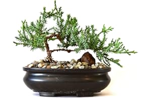 9GreenBox - Juniper Tree Bonsai with Bonsai Pot
