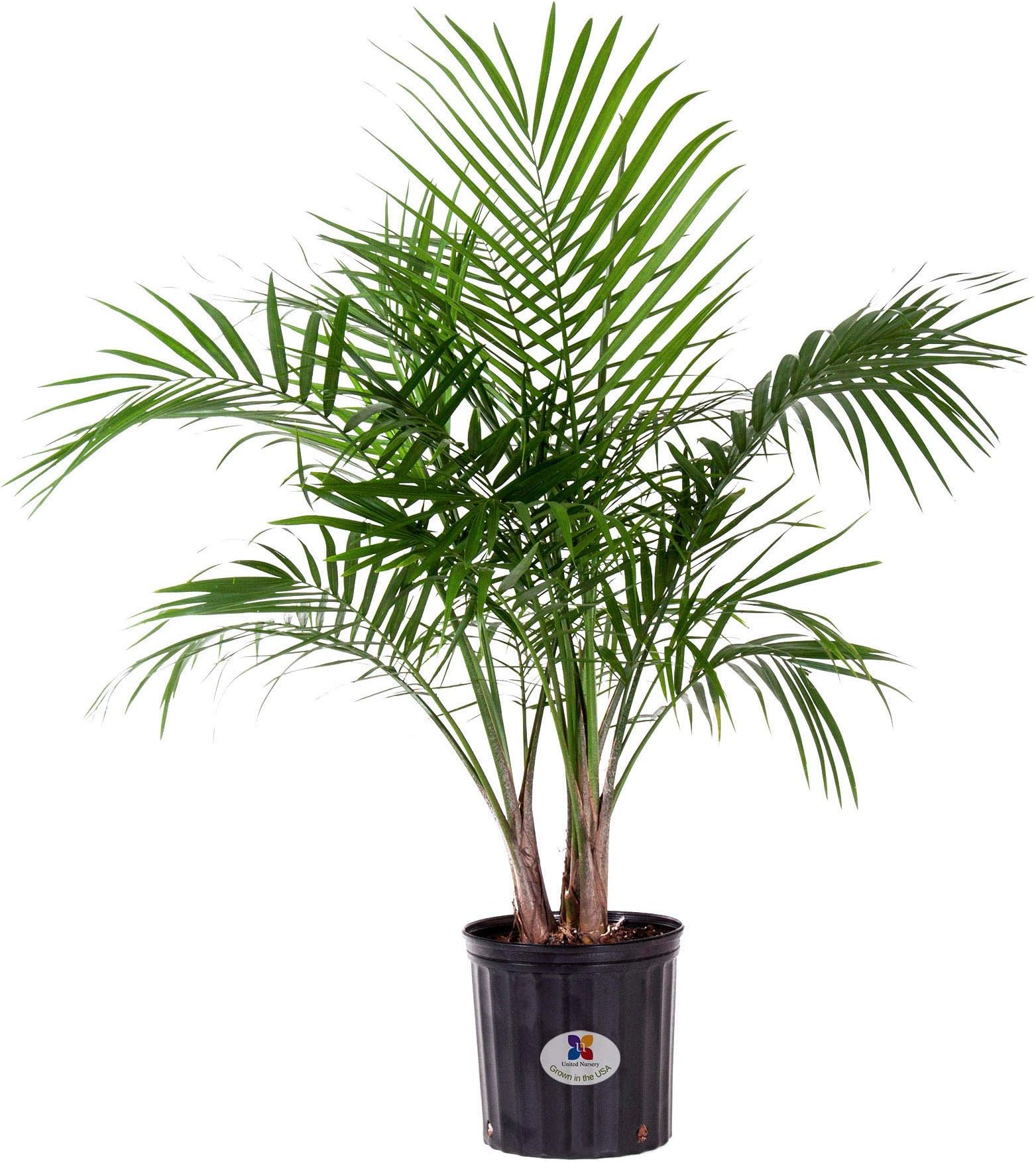 United Nursery Majesty Palm Tree, Live Indoor and Outdoor Plant 28-36" Shipping Size. Shipped Fresh in Grower Pot from Our Florida Farm