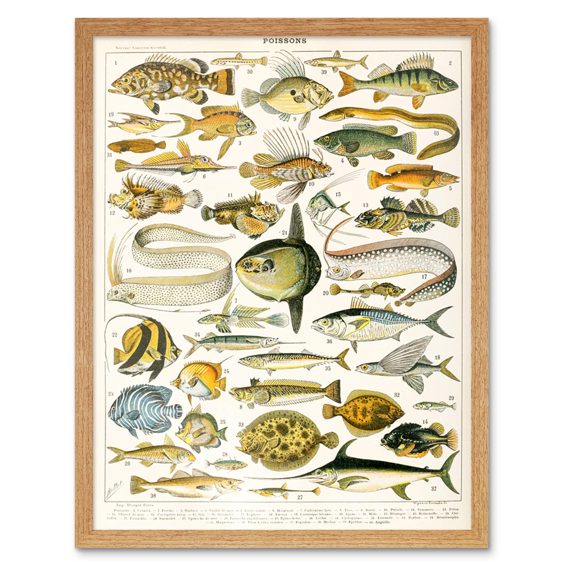 Artery8 Millot Encyclopedia Page Variety Sea Fish Art Print Framed Poster Wall Decor 12x16 inch — image 1