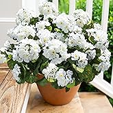 Artificial Geranium Fake Flowers for Outdoors Decoration, 6 Bundles Silk Geraniums White Flower UV Resistant Look Real Faux Plants for Front Door Garden Porch Planter Patio Balcony Yard Indoor Home