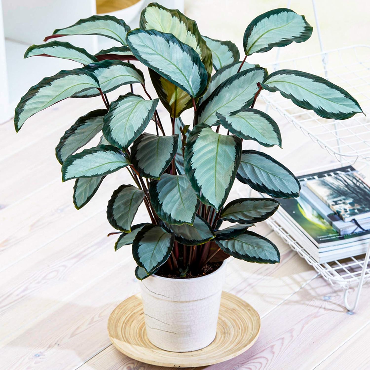 3040cm Potted Calathea picturata 'Argentea' Silver Variegated Indoor Houseplant Amazon.co.uk