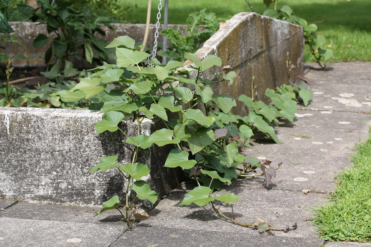 Susskartoffel Pflanze Ipomea Batata Gemuse Pflanze Aus Nachhaltigem Anbau Amazon De Garten