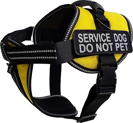 bambino cat adoption