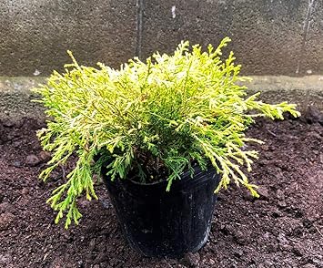 Amazon ゴールデンモップ 10potセット 常緑低木苗 コニファー 植木