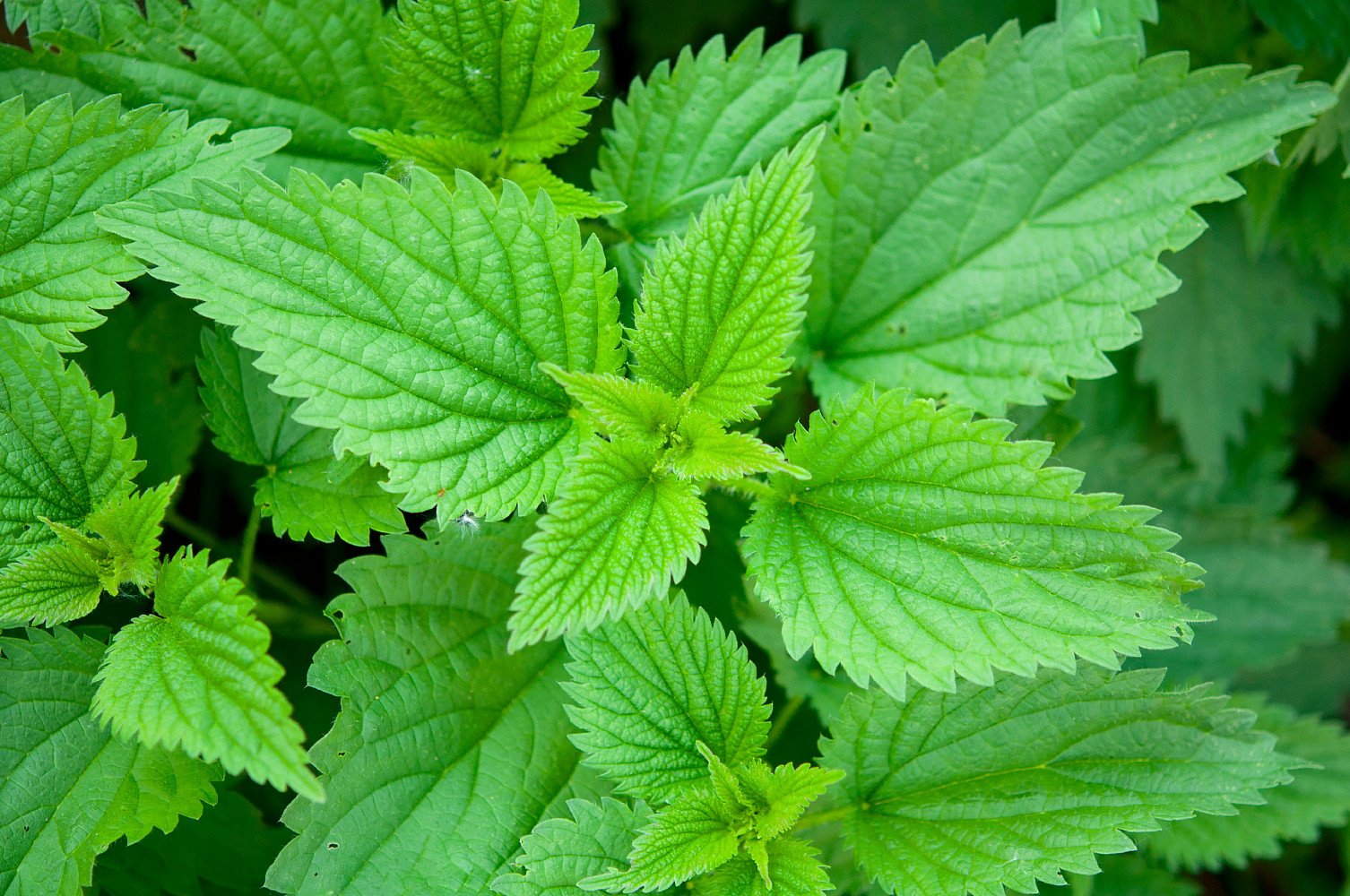 Stinging Nettle Plant 50 Seeds - Herbal Tea or Deterent- Buy Online in