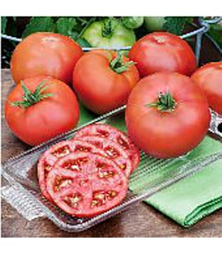 Amazon.com : Cobra F1 Hybrid Tomato Seeds (25+ Seeds) : Patio