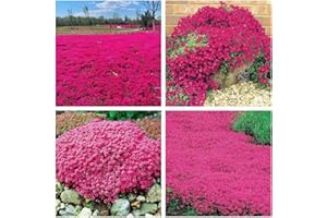 WIVOLIBE Red Creeping Thyme Seeds for Planting 20000+ Non-GMO Perennial Flower Seeds Landscaping Ground Cover, Easy to Grow
