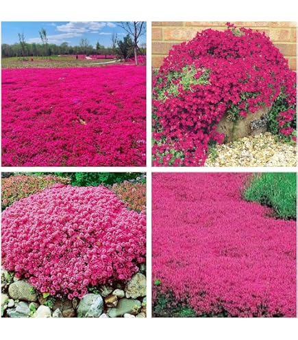 20 Seeds Creepng Thyme Thymus Serpyllum Herloom Ground - Etsy