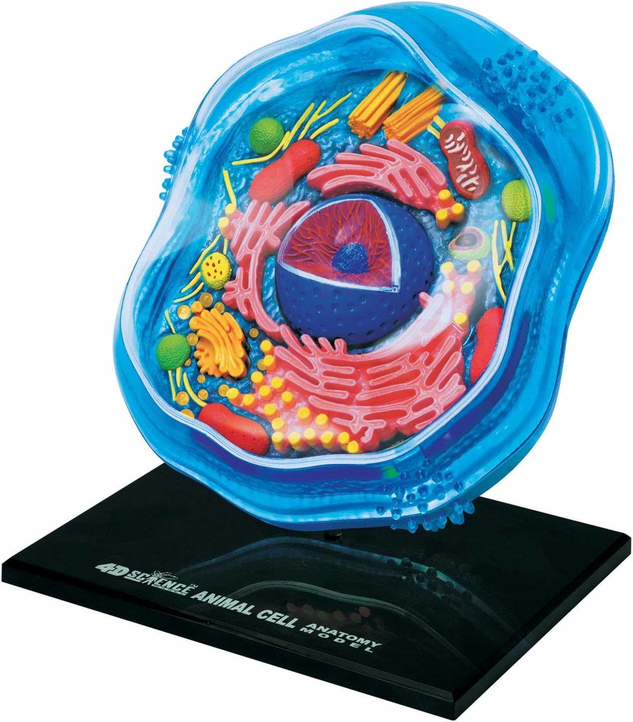 Beautifully detailed Animal Cell Anatomy Model - 24 detachable parts! (Age 8+)