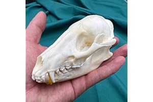 CLLOEAT Wholesale 1/2/3/5/10 pcs Taxidermy Real Animals Skulls, Real Bones Specimen, Supplies Art Bone Vet Medicine 1:1 Animal Bones (1pc,Racoon Dog)