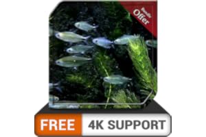 petit aquarium gratuit HD - petit aquarium de poissons magnifique sur votre téléviseur HDR 4K, téléviseur 8K et appareils d'i