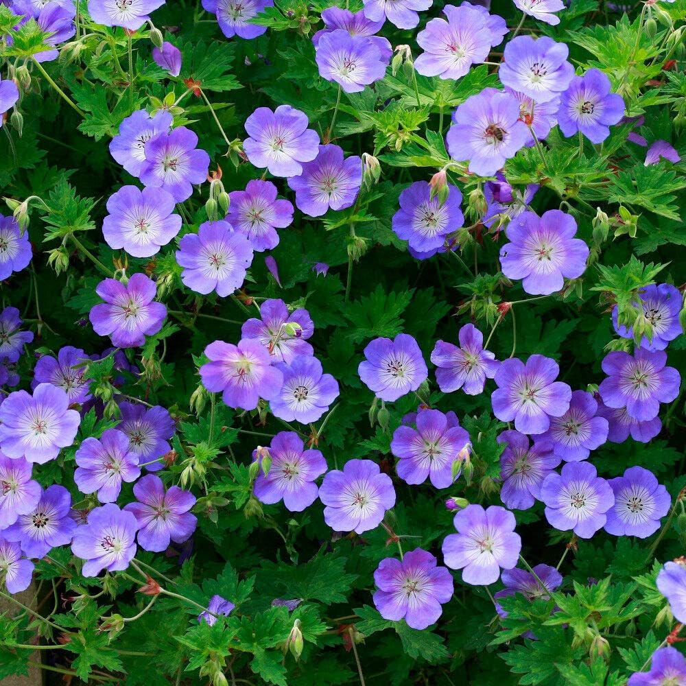 Potted Hardy Garden Plant Geranium, Cranesbill, Purple Flowers Summer