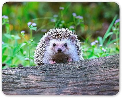 Amazon 10 X 12インチマウスパッド 森のかわいいハリネズミマウスマットパッド 動物自然ギフトコンピューター 25x30cm Probiotic マウスパッド 通販