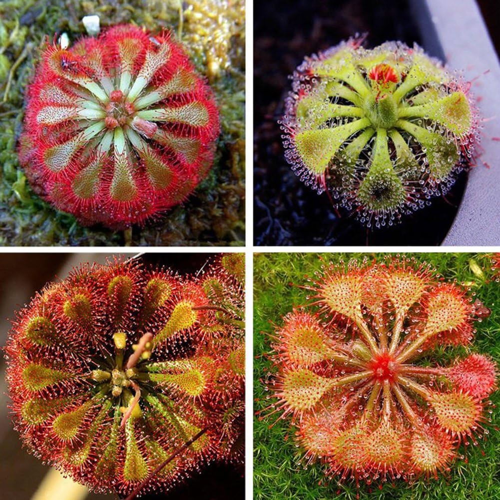 quanjucheer 100Pcs Drosera Lovellae Sundew Insectivorous Plant Easy Grow Bonsai Decor Wonderful Gardening Gifts (3#)