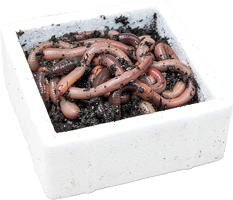 Superwurm Kanadische Tauwurmer Styropordose 10 Stuck Amazon De Sport Freizeit