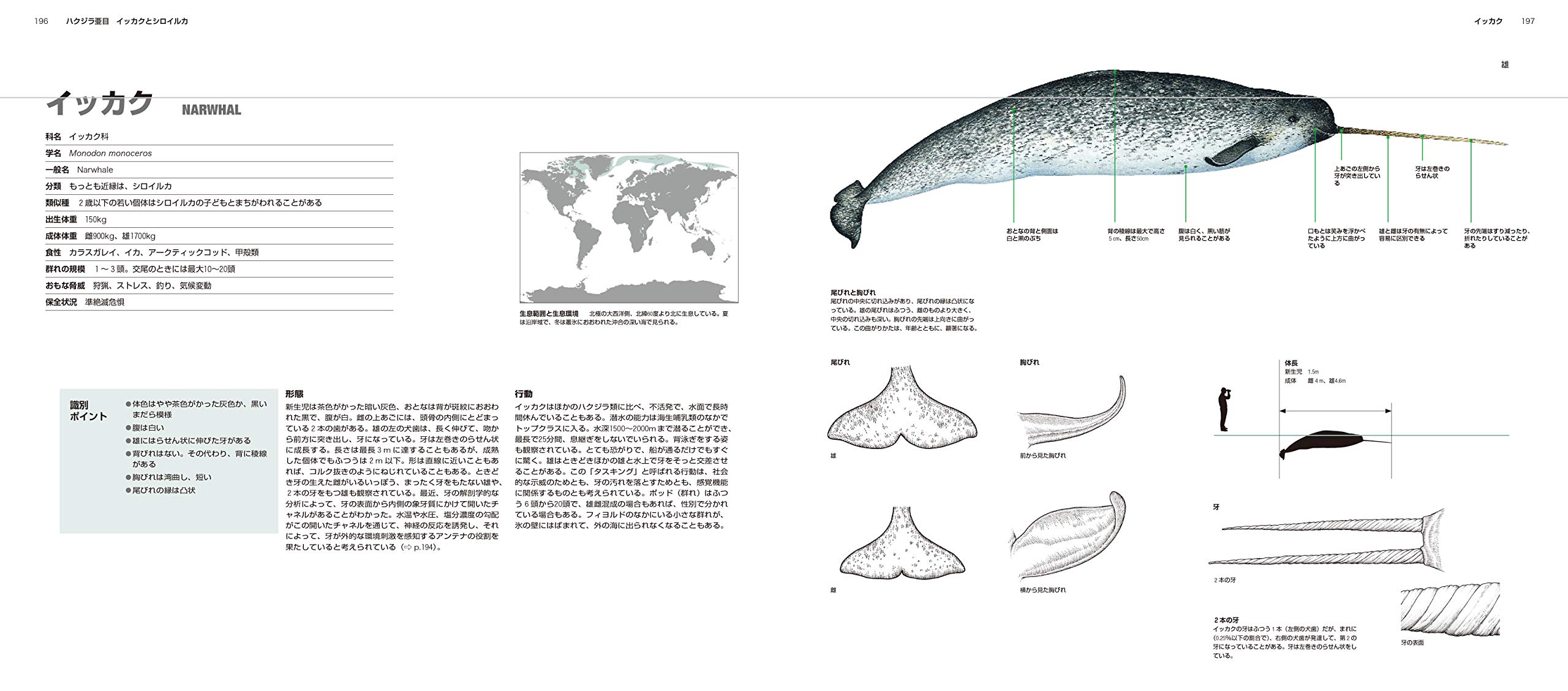 世界のクジラ イルカ百科図鑑 山田格 アナリサ ベルタ 黒輪篤嗣 本 通販 Amazon