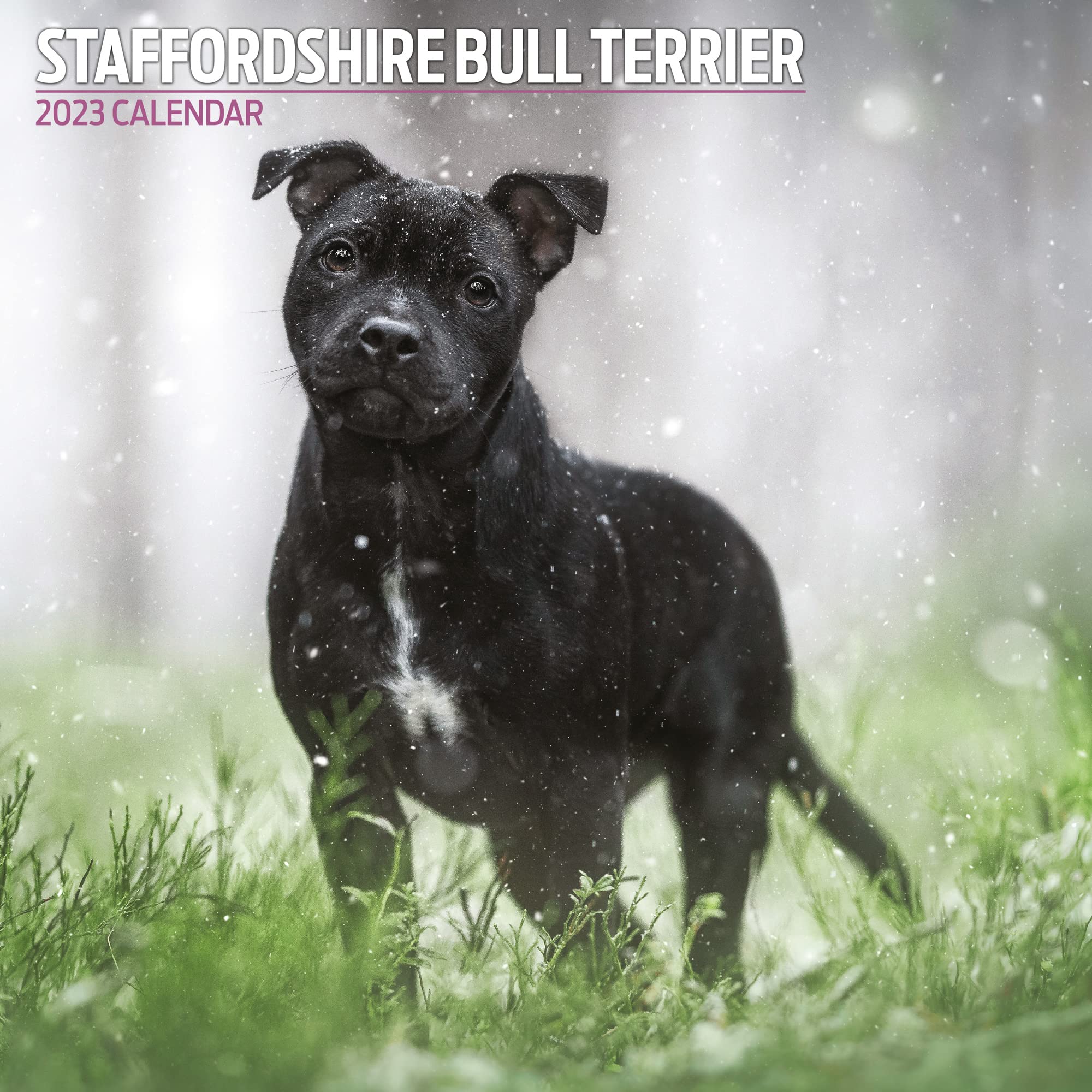 Magnet & Steel Bull Terrier 2023 Traditional Calendar, Multi-Colour,30cm x 30cm