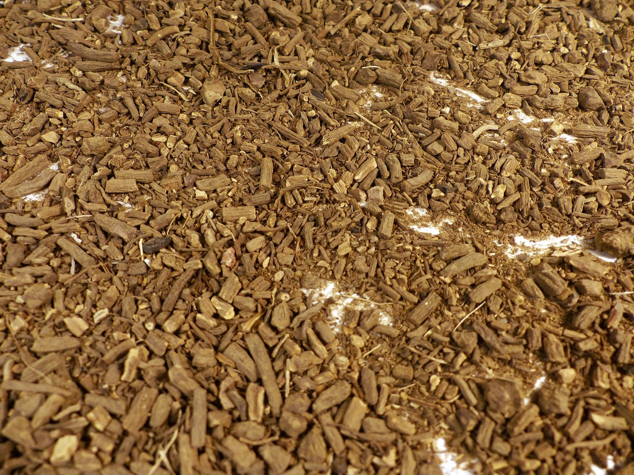 Baldrianwurzel geschnitten Naturideen® 100g: Amazon.de: Lebensmittel