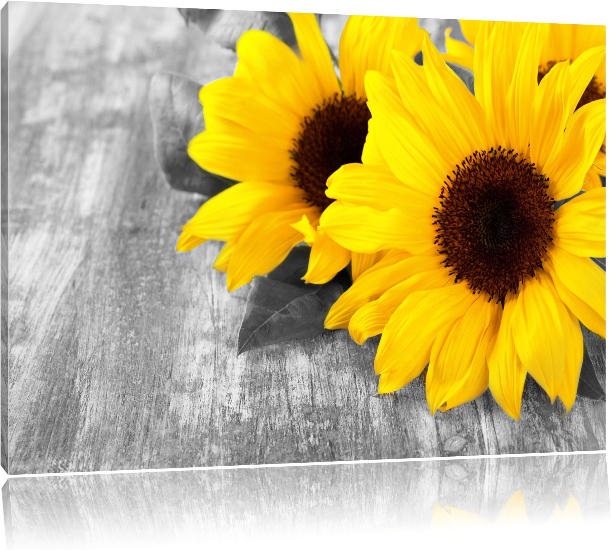 beautiful sunflower on wooden table black / white format: 80x60auf canvas XXL huge Pictures completely framed with stretcher, art print on mural with frame, cheaper than painting or oil painting, no poster or poster