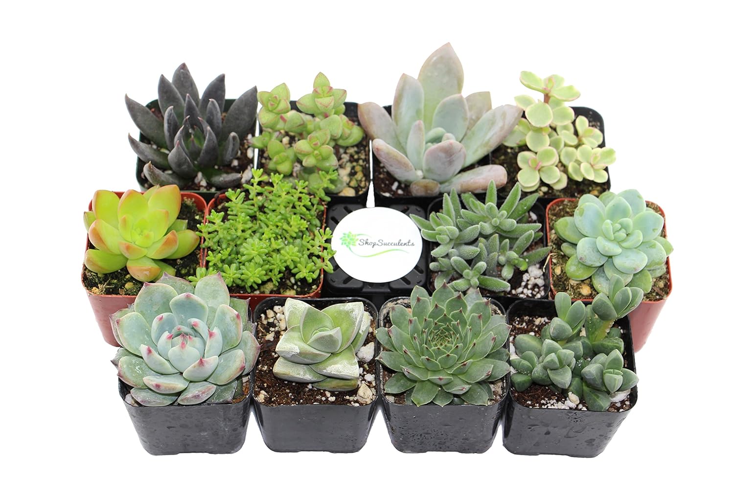 Shop Succulents Unique Succulent (Collection of 20)