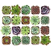 Shop Succulents Echeveria & Rosette Live Succulent Variety Pack – Fully Rooted 2" Potted Plants for Gifts, Favors, DIY Projects, Terrariums, Home Décor, and Garden Arrangements, 20 Pack