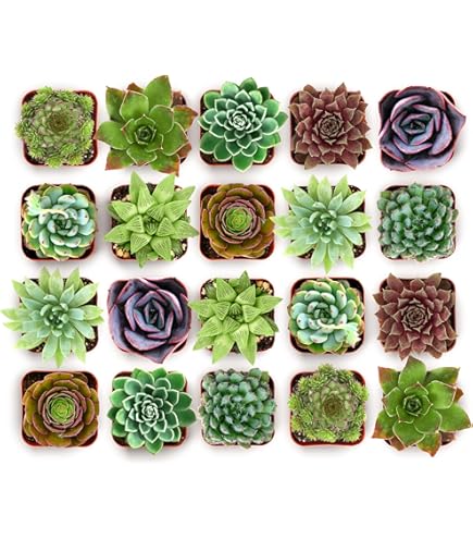garden seeds vegetable Heirloom Vegetable Seeds Survival Garden Kit