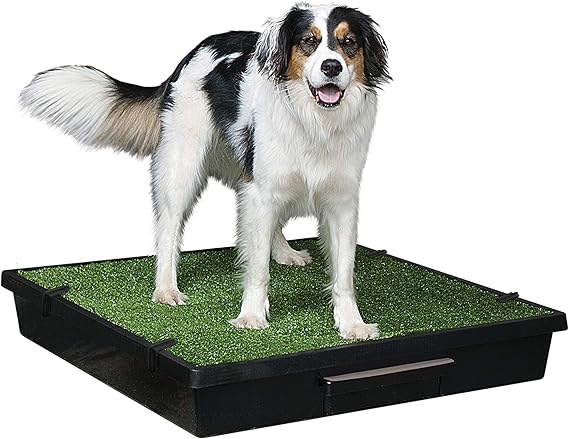 pet yard indoor dog park
