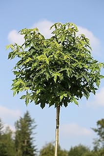 Amberbaum, Höhe: 180-190 cm, Liquidambar styraciflua Gumball + Dünger