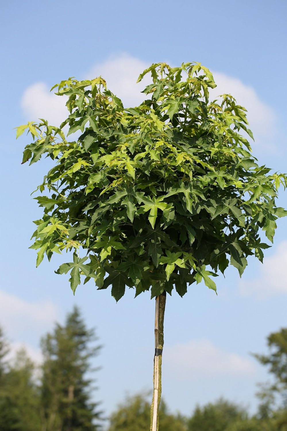 Amberbaum, Höhe: 180-190 cm, Liquidambar styraciflua Gumball + Dünger