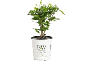 Proven Winners HIBPRC2417800 White Pillar Live Shrub 4.5" Quart