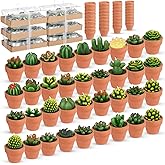Shihanee 36-Piece Succulent Cactus Tealight Candle Set, Mini Terracotta Clay Holders, Ideal for Baby Showers, Weddings, Parties, Valentine's Day Gifts, Christmas and Home Decor(Red)