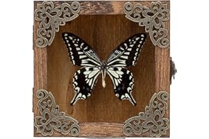 HUDIRGO Taxidermy Butterfly Shadow Box Picture Frame - Real Butterfly Framed Meticulously Handcrafted, Butterfly in Frame for Gothic Room Decor (Citrus Swallowtail Butterfly (Family Papilionidae))