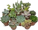 SID 5 Succulent Starter Plant Collection Indoor Cacti Terrarium Plants view 2
