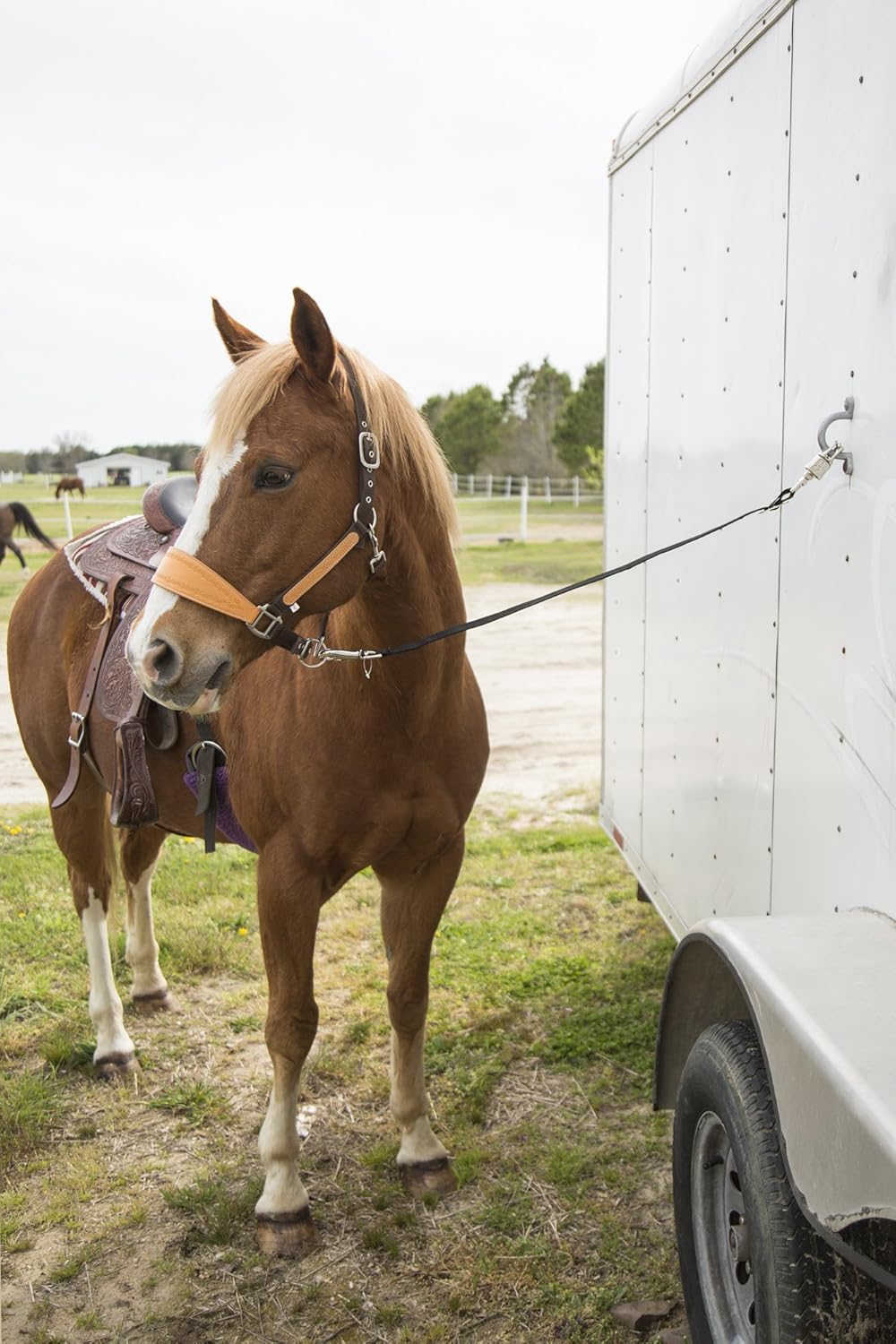Intrepid International Adjustable Nylon Trailer Tie for Horse Hauling
