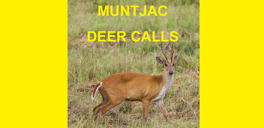 Muntjac Deer Calls Sounds for Big Game Hunting Amazon.es Apps y Juegos