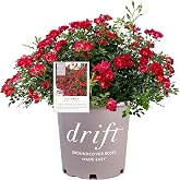 Drift 2 Gal. Rose Red Shrub