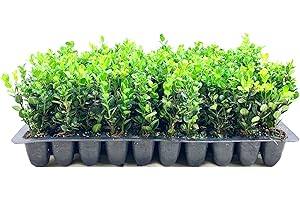 FLORIDA FOLIAGE Winter Green Korean Boxwood - 50 Live Plants - Buxus Microphylla - Fast Growing Cold Hardy Formal Evergreen Shrub