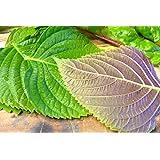1000 KOREAN PERILLA SEEDS,"Shiso" (Perilla Frutescens) Korean specialty Herb