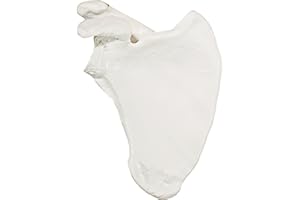 Axis Scientific Shoulder Anatomy Model of Right Scapula Bone | Shoulder Blade Model Details Skeletal Anatomy of Scapula | Scapula Model Shows Bony Landmarks and Anatomical Detail